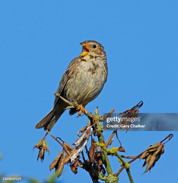 corn bunting [emberiza calandra] - bird singing stock pictures, royalty-free photos & images