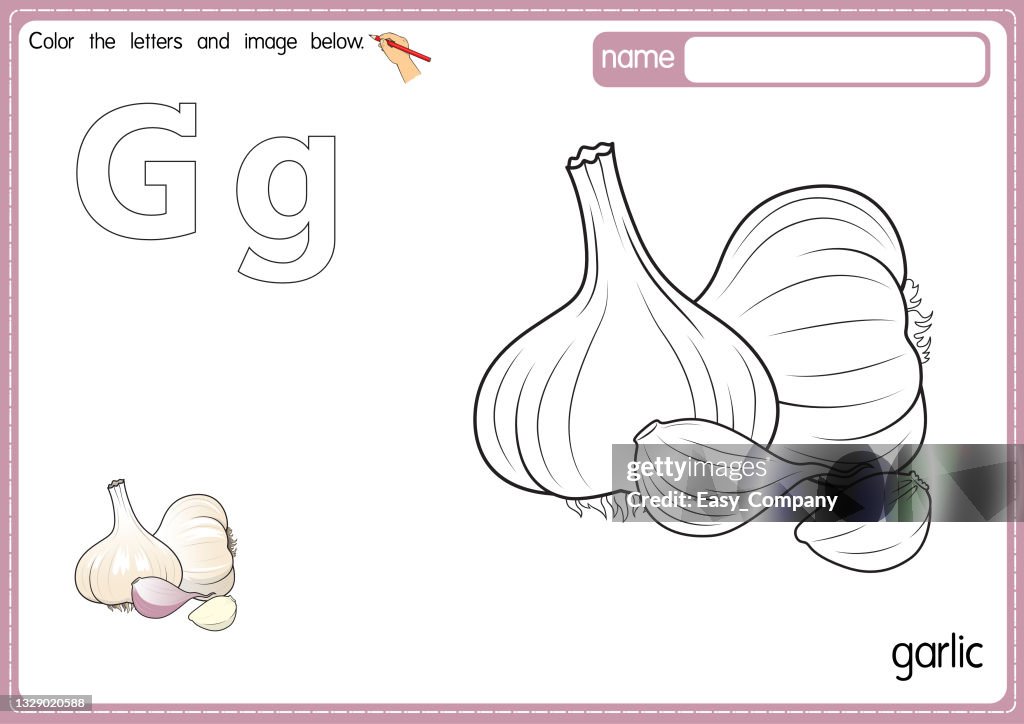 Vector illustration of kids alphabet coloring book page with outlined clip art to color. Letter G for Garlic.
