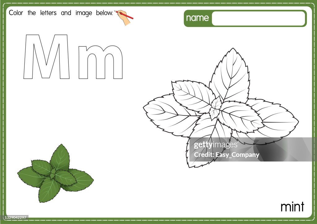 Vector illustration of kids alphabet coloring book page with outlined clip art to color. Letter M for Mint.