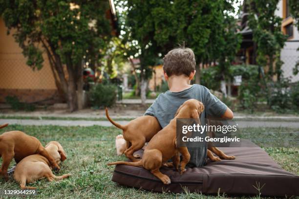 a boy with puppies - vizsla stock pictures, royalty-free photos & images