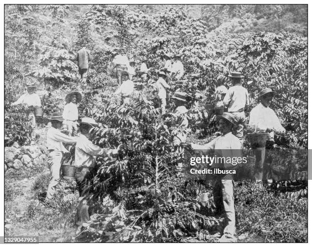 antique black and white photograph: picking coffee near waianae, hawaii - waianae_hawaii stock illustrations