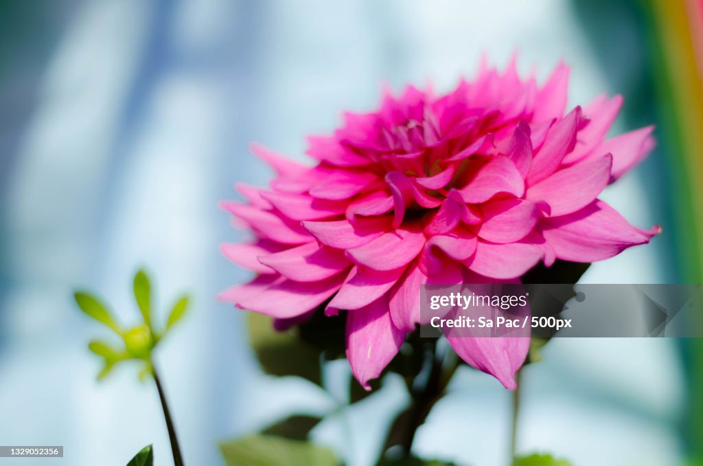 Close-up of pink flowering plant,Jhajjar,Haryana,India