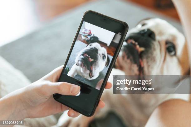 unrecognizable person taking pictures with mobile phone to his dog at home - funny dog pictures stock pictures, royalty-free photos & images