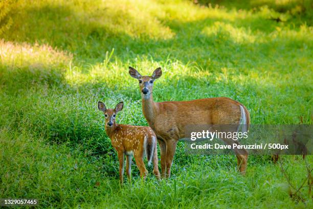 portrait of roe white standing on field,cheektowaga,new york,united states,usa - roe deer female stock pictures, royalty-free photos & images