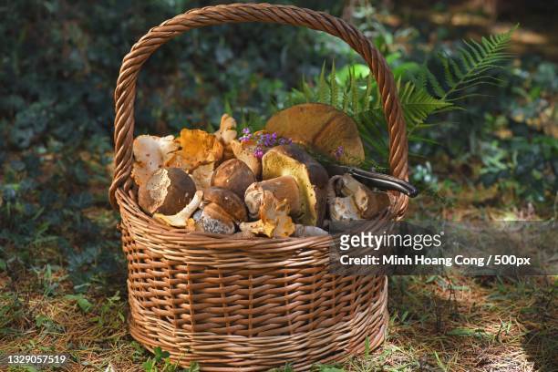 close-up of mushrooms in basket on field,france - porcini mushroom stock pictures, royalty-free photos & images