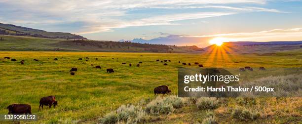 beautiful pasture,lamar river,wyoming,united states,usa - yellowstone national park stock pictures, royalty-free photos & images