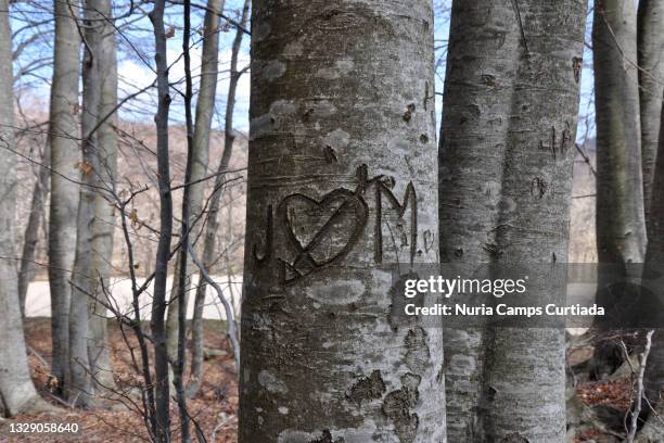 drawing on a log - tree carving stock pictures, royalty-free photos & images