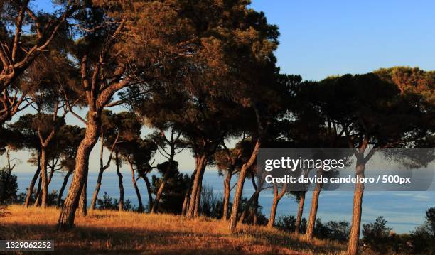 trees on field against sky,pineto,teramo,italy - abruzzi foto e immagini stock