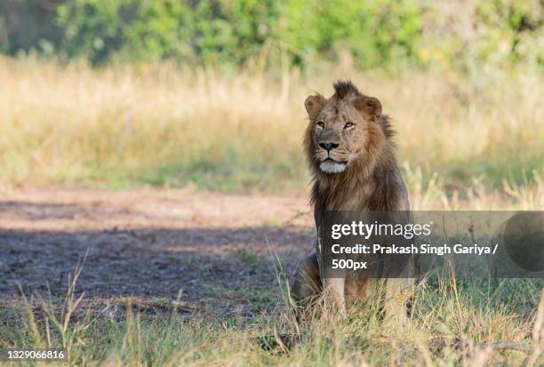 female lion,mozambique - mozambique stock pictures, royalty-free photos & images