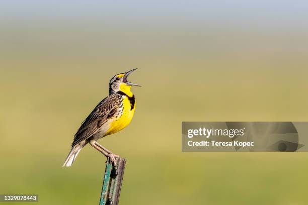 western meadowlark singing - bird singing fotografías e imágenes de stock