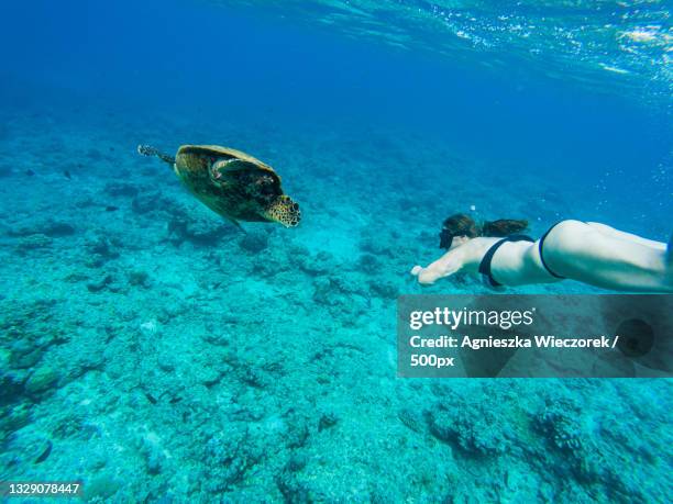 woman snorkeling in sea,gili trawangan,indonesia - gili trawangan stock pictures, royalty-free photos & images