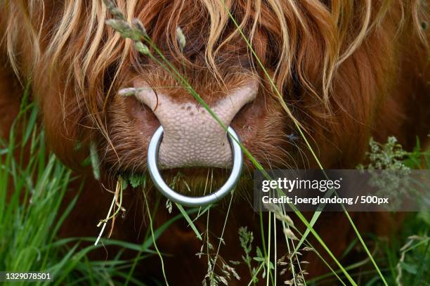 close-up of horse grazing on field,zum steinbruch,bad berka,germany - pendiente de la nariz fotografías e imágenes de stock