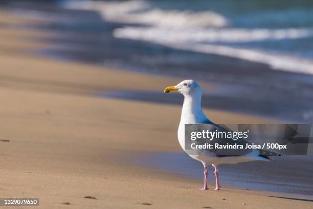 close-up of seagull perching on shore at beach,united states,usa - seagull stockfoto's en -beelden