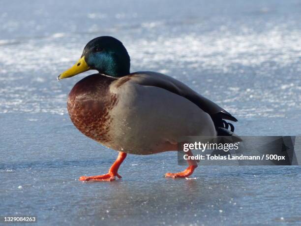 close-up of mallard duck swimming on lake,berlin,germany - ducking stock pictures, royalty-free photos & images