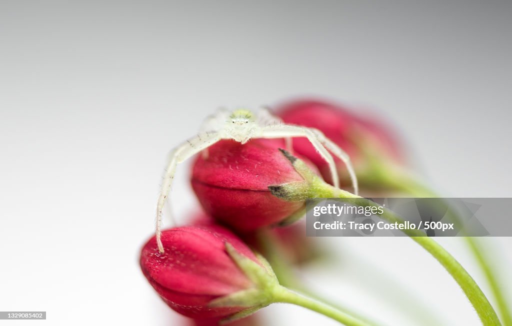 Close-up of pink flower bud,Austin,Texas,United States,USA