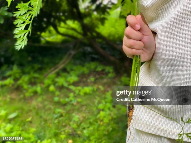 mixed-race young girl holds a tiny carrot pulled from home vegetable garden - carrot harvest black and white stock-fotos und bilder