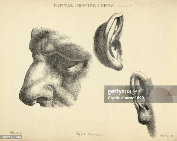 sketching nose and ear, victorian popular figure drawing copies 19th century - earlobe stock illustrations