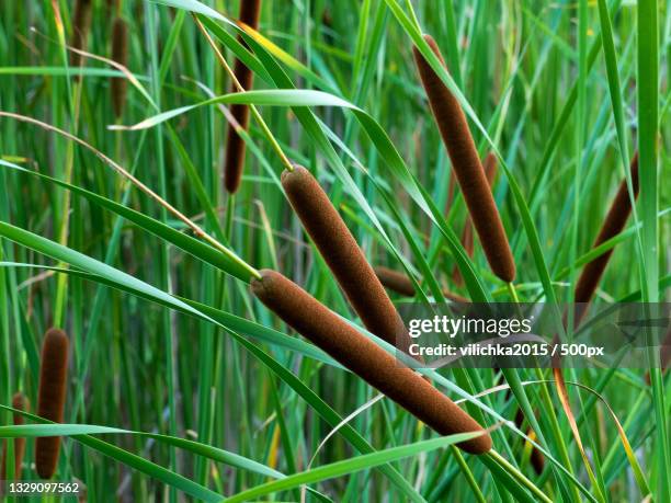 close-up of bamboo plants on field - lisdodde stockfoto's en -beelden