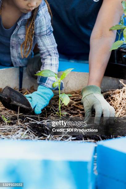 young girl plants seedling in raised bed - charity education stock pictures, royalty-free photos & images