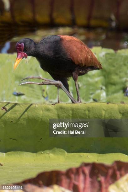 Jacana Victoria Fotografías e imágenes de stock Getty Images
