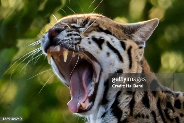 Ocelot Rapper 195 Brazilian Ocelot Stock Photos, High-Res Pictures, and Images ...
