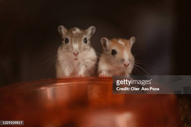 close up of two happy and content hamsters at home looking at camera. - gerbo fotografías e imágenes de stock