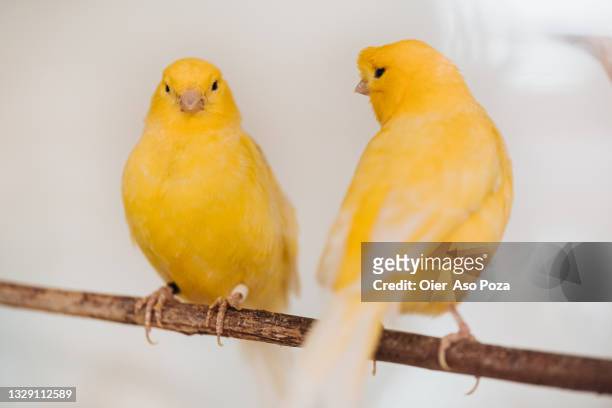 two happy and content yellow caged canaries looking at camera and interacting between them. - canary bird stock pictures, royalty-free photos & images