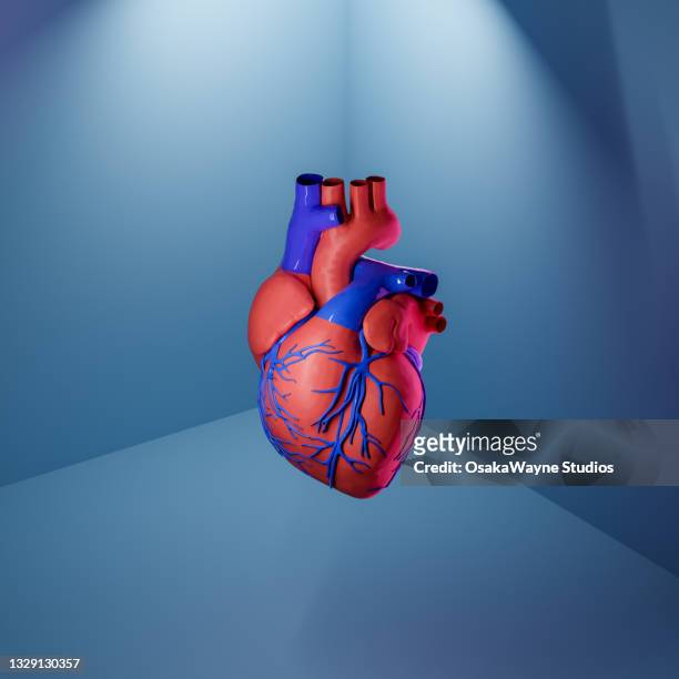 model of human heart with schematically marked arteries and veins - human internal organs 3d model stock-fotos und bilder