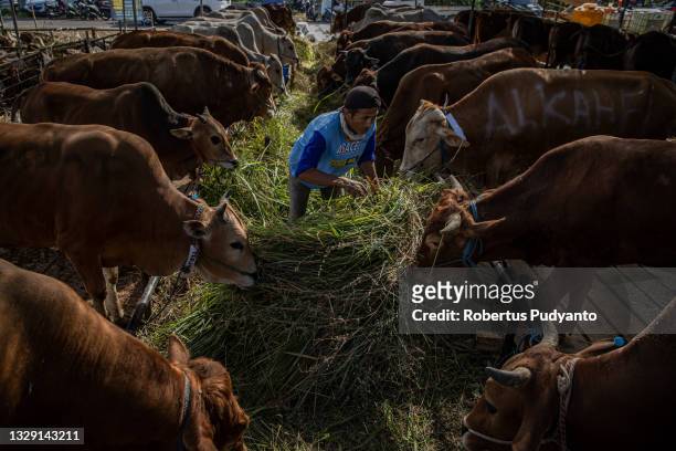 Man feeds cows at a livestock market as Indonesian Muslims prepare for Eid Al-Adha on July 17, 2021 in Surabaya, Indonesia. Muslims worldwide...