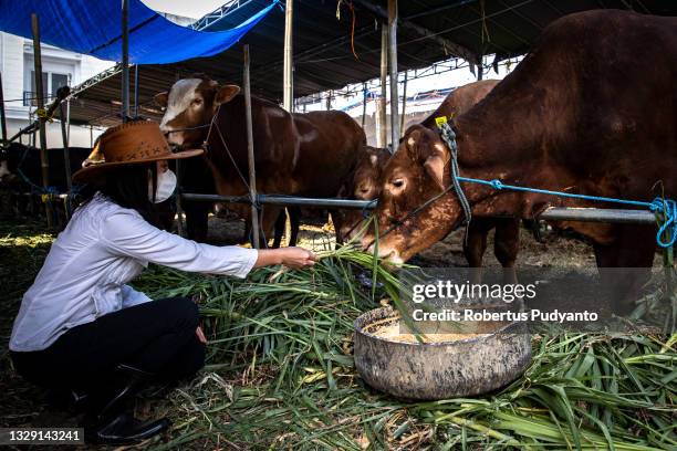 Girl feeds cows at a livestock market as Indonesian Muslims prepare for Eid Al-Adha on July 17, 2021 in Surabaya, Indonesia. Muslims worldwide...