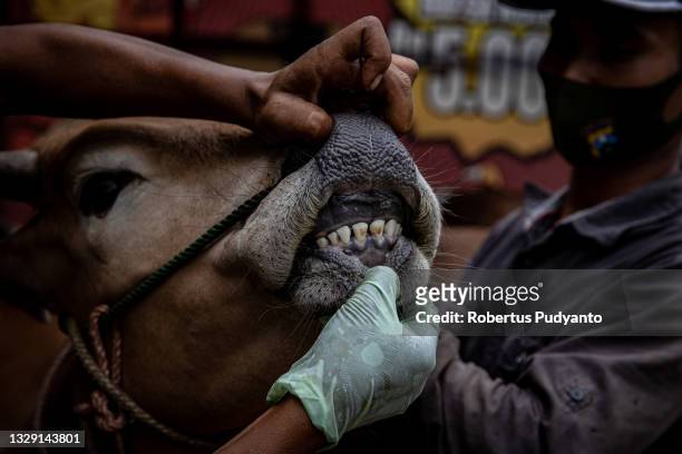 Worker checks cow's teeth at a livestock market as Indonesian Muslims prepare for Eid Al-Adha on July 17, 2021 in Surabaya, Indonesia. Muslims...