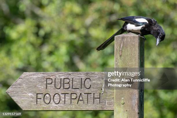 Macpie Sign 3,230 Footpath Sign Stock Photos, High-Res Pictures, and Images - Getty ...