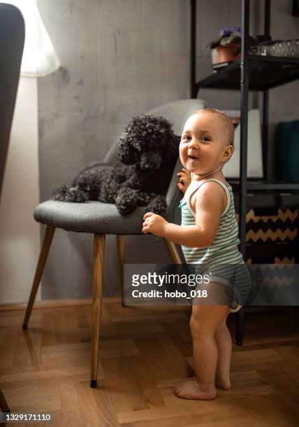 baby - dog friendship - black poodle stockfoto's en -beelden