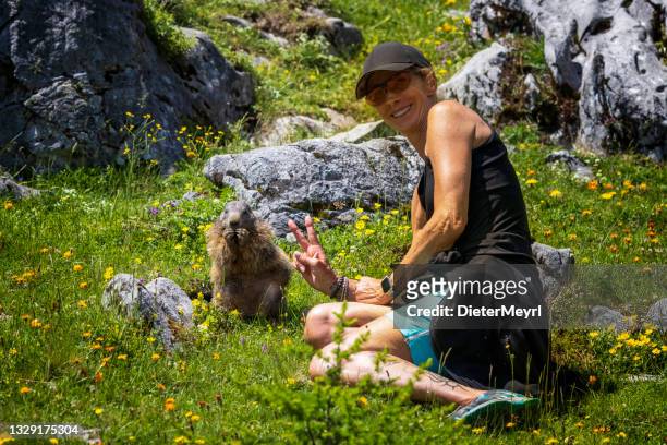 woman enjoys the proximity of alpine marmot (marmota marmota) on the alpine meadow - funny groundhog 個照片及圖片檔