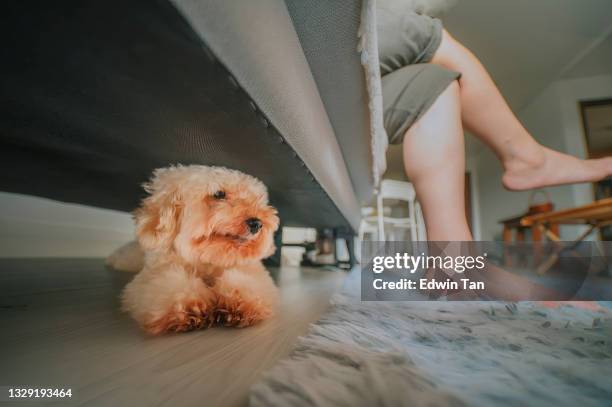 cagnolino giocattolo cagnolino appoggiato sotto il divano nel pomeriggio mentre il proprietario di animali domestici seduto sul divano rilassante gamba incrociata al ginocchio - woman lying on stomach with feet up foto e immagini stock