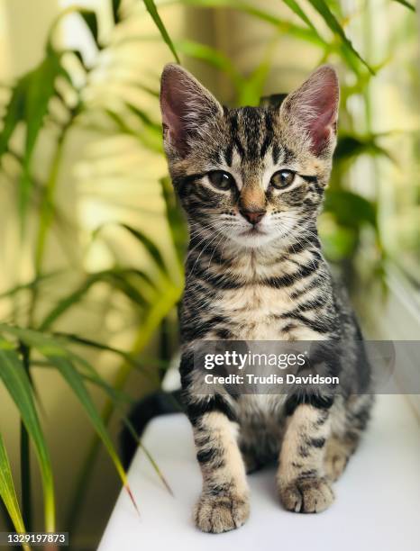 Tabby Riderman Of Tabby Kittens Photos and Premium High Res Pictures - Getty Images