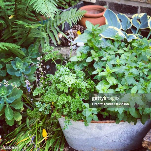 herb planter - chive stock pictures, royalty-free photos & images