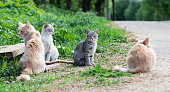 Stray cats are sitting on the roadside. Adult cats and a gray kitten. Homeless animal.