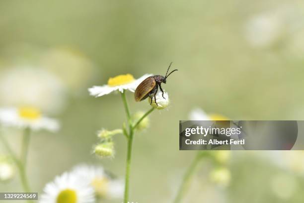 kleiner käfer - beetle isolated stock pictures, royalty-free photos & images