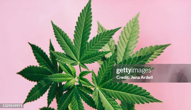 marijuana leaves background - canapa foto e immagini stock