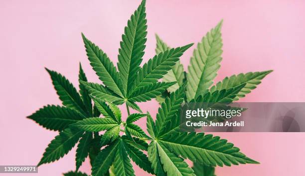 marijuana leaves background - legalization 個照片及圖片檔