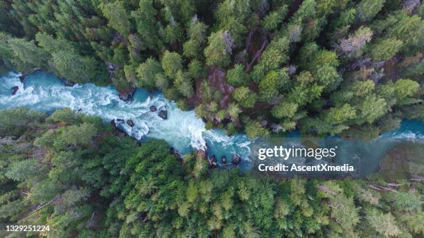 luftaufnahme eines flusses, der durch einen gemäßigten regenwald fließt - fluss stock-fotos und bilder