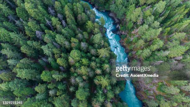 aerial view of a river flowing through a temperate rainforest - british columbia stock pictures, royalty-free photos & images