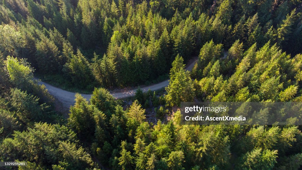 Vue aérienne d’une forêt vierge