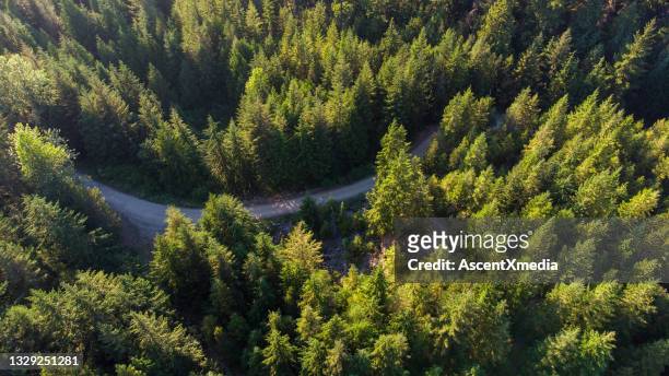 aerial view of a pristine forest - british columbia stock pictures, royalty-free photos & images