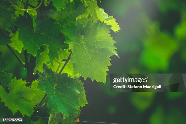 illuminated vine leaves of chianti tuscany - vineyard leafs stockfoto's en -beelden