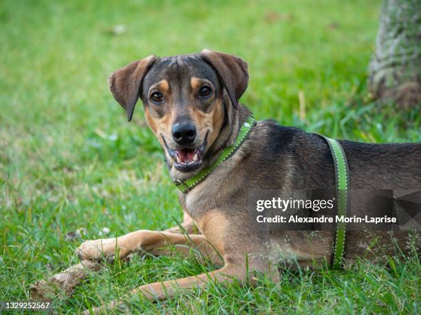 happy dog playing with a wooden stick in the green grass of the park - kraag stockfoto's en -beelden