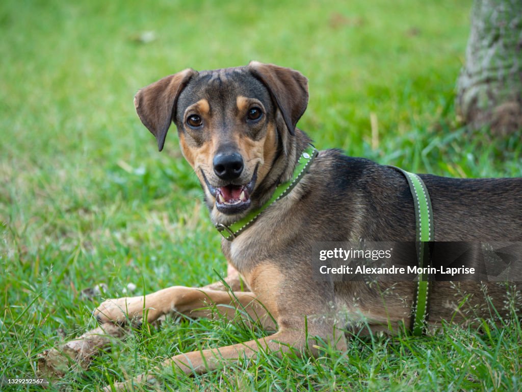 Happy Dog Playing with A Wooden Stick in the Green Grass of the Park