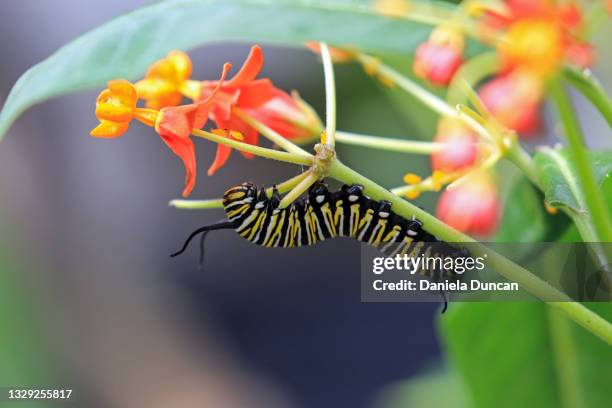monarch caterpillar on milkweed - ciclo de vida imagens e fotografias de stock