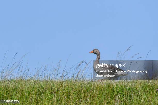 greylag goose, (anser anser) - graugans stock-fotos und bilder